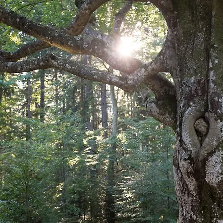 Haus Kandelblick Appartamento